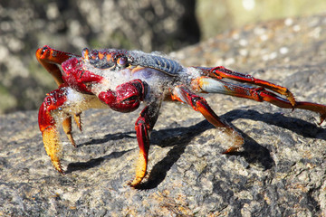 rote_Klippenkrabbe