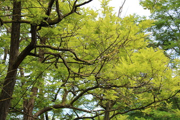 arbre
