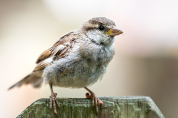 Close up of a sparrow perched on a wooden fence against a bokeh background