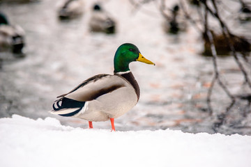 Wild duck stands in the snow on the river Bank