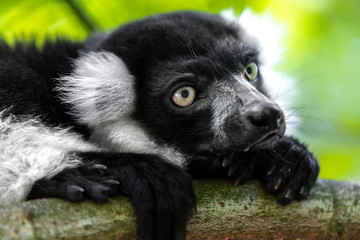 Close up of a black and white ruffed lemur perched on a branch and looking sideways, against a green bokeh background