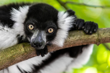 Close up of a black and white ruffed lemur perched on a branch and staring at the camera, against a green bokeh background
