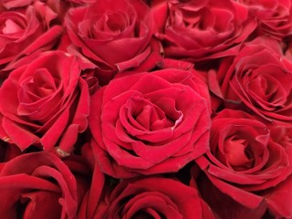 The red roses background for Valentine's day  or Mother day or Woman day post card or invitation. Aroma therapy cosmetic background. Beaty salon  or perfume cover backdrop.