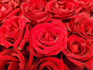 The red roses background for Valentine's day  or Mother day or Woman day post card or invitation. Aroma therapy cosmetic background. Beaty salon  or perfume cover backdrop.