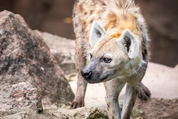 Deurstickers Close-up van een wilde hyena die tussen rotsen loopt en zijwaarts kijkt tegen een bruine bokeh-achtergrond © Roberto