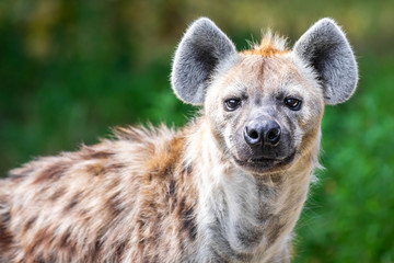 Close-up van een wilde hyena die naar de camera staart tegen een groene bokeh-achtergrond