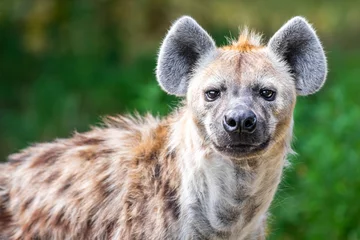 Foto op Plexiglas Hyena Close-up van een wilde hyena die naar de camera staart tegen een groene bokeh-achtergrond