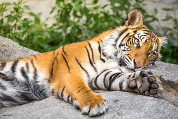 Close up shot of a large tiger lying on its side, against a bokeh background