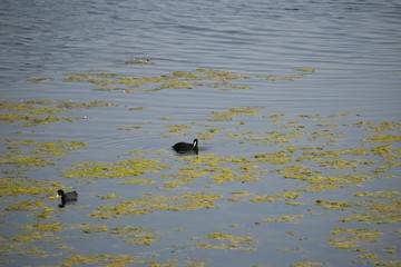 beautiful coot duck in water 