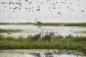 beautiful grey heron in the nandur madhyameshwar bird sanctuary