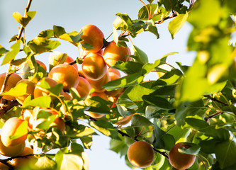 Ripe apricots in the orchard