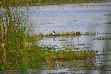 beautiful northern shoveler in dam of nandur madhyameshwar 