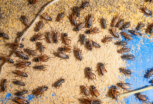 food security; close; garden; farming; insects; tray; egg; face; macro; farmer; house; sale; insect; nature; bug; environment; food; wildlife; eat; life; crickets; detail; animal; closeup; brown; farm