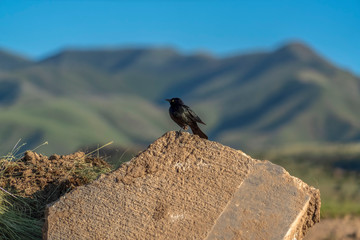 Bird perched on top of a damaged road against blurred mountain and blue sky