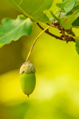 single acorn at the end of oak tree twig