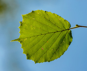 green leaf in back light against blue sky