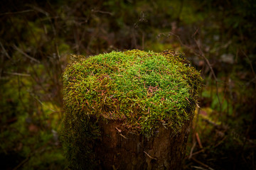 Baumstumpf mit Moosbett