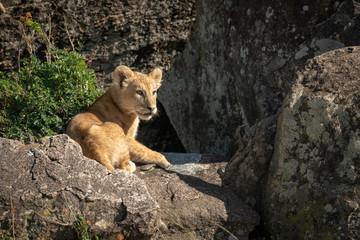 Fototapeta na wymiar Lion cub sits in rocks looking right