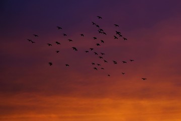 A flock of flying birds against the sky at sunset in gorgeous colors