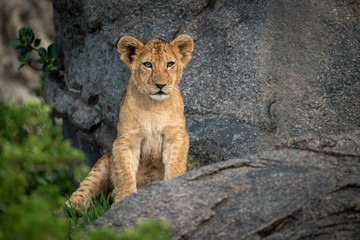 Lion cub sits on rock watching camera