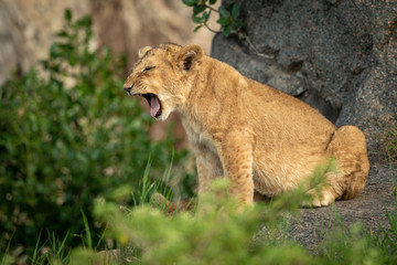 Naklejka na ściany i meble Lion cub sits on rock yawning widely