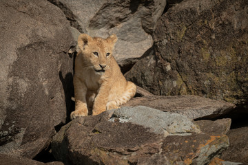Fototapeta na wymiar Lion cub sits on rocky boulders looking right