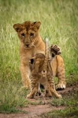 Lion cub sits ready to slap another