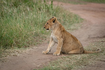 Fototapeta na wymiar Lion cub sits on track facing left