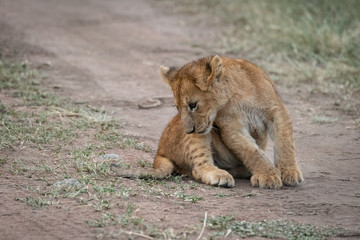 Lion cub sits on track staring down