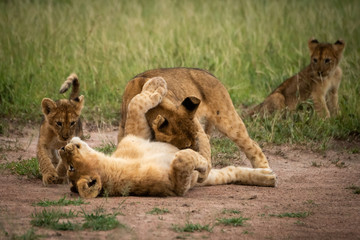 Lion cub sits watching three others fighting