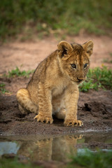 Lion cub sits staring at muddy pond