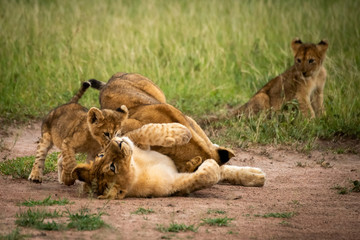 Fototapeta na wymiar Lion cub sits watching three others playing