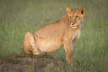 Lion cub sitting on mound looking back