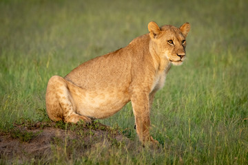 Fototapeta na wymiar Lion cub sitting on mound facing right