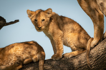 Lion cub sits with pride on branch