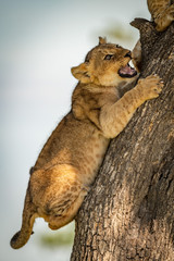 Lion cub snarls at another climbing trunk