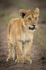 Lion cub stands on track looking right