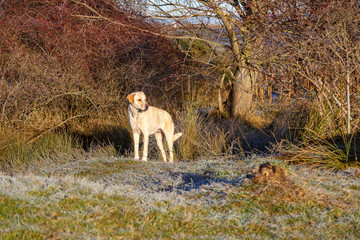 Perro pastor, grande, de color blanco, raza mastín. El Paramo, León, España.