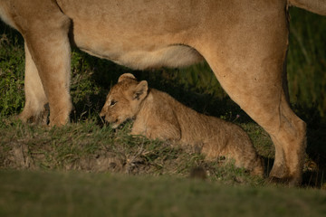 Lion cub stands under mother on slope