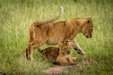 Lion cub steps over another in grass