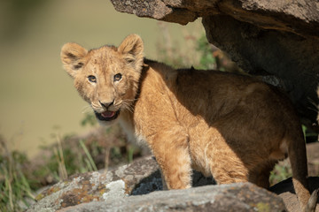Lion cub stands under rock looking back