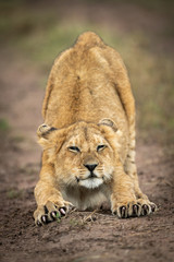 Obraz na płótnie Canvas Lion cub stretches out with half-closed eyes