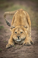 Lion cub stretches in middle of track