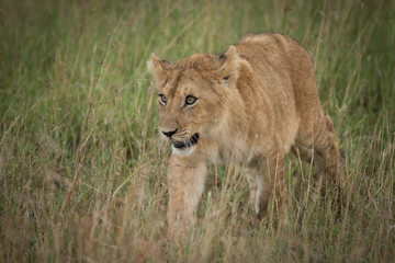 Lion cub walking towards camera in grass