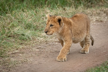 Fototapeta na wymiar Lion cub walks along track staring intently