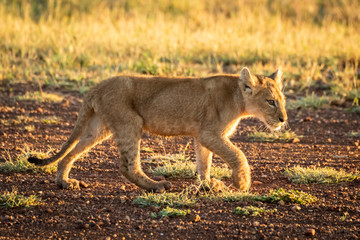 Fototapeta premium Lion cub walks along airstrip at dawn
