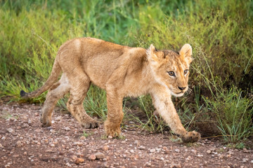 Lion cub walks along track beside grass