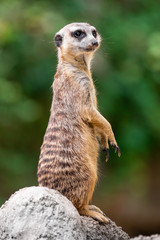 Close up of a meerkat standing on a stone ledge and surveilling the surroundings, against a bokeh background