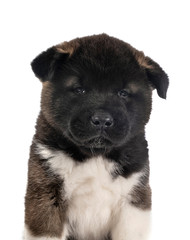 puppy american akita