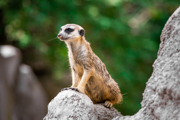 Naklejka na ściany i meble Close up of a meerkat standing on a stone ledge and surveilling the surroundings, against a bokeh background